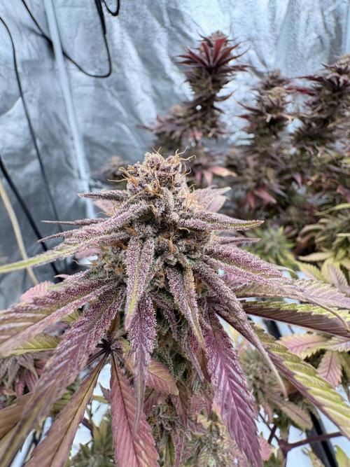 Gelato #33 Advanced seeds. Week 13