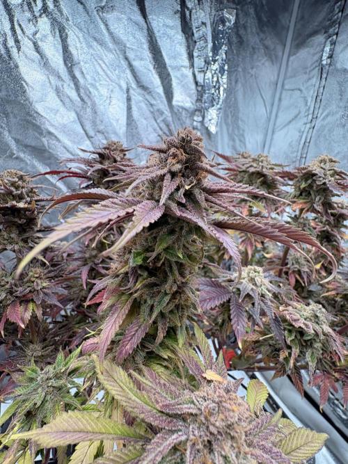 Gelato #33 Advanced seeds. Week 13