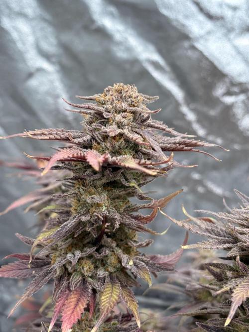 Gelato #33 Advanced seeds. Week 13