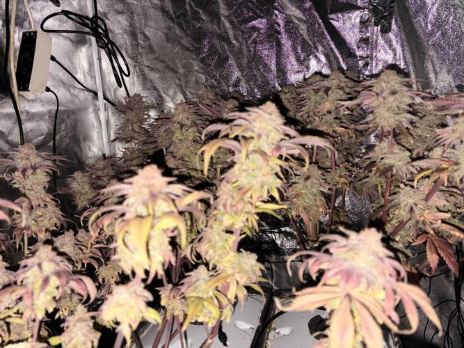 Gelato #33 Advanced seeds. Week 14