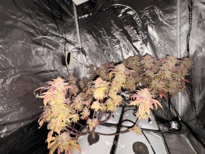 Gelato #33 Advanced seeds. Week 14