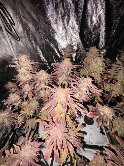 Gelato #33 Advanced seeds. Week 14