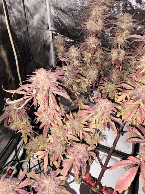 Gelato #33 Advanced seeds. Week 14