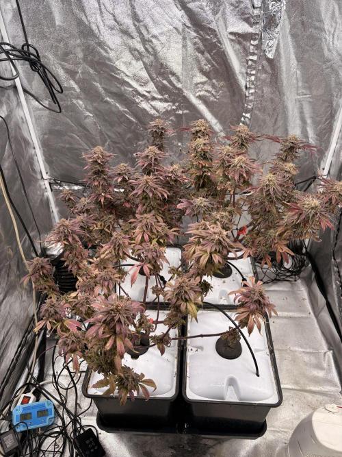 Gelato #33 Advanced seeds. Week 14