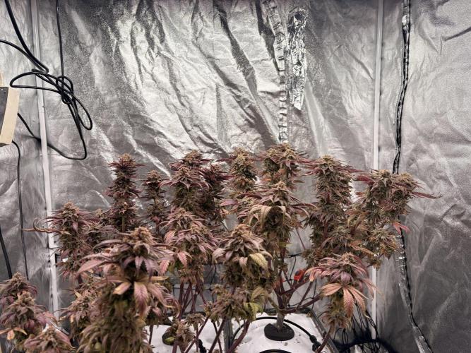 Gelato #33 Advanced seeds. Week 14