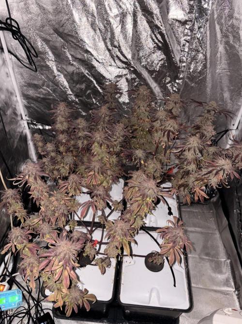 Gelato #33 Advanced seeds. Week 14