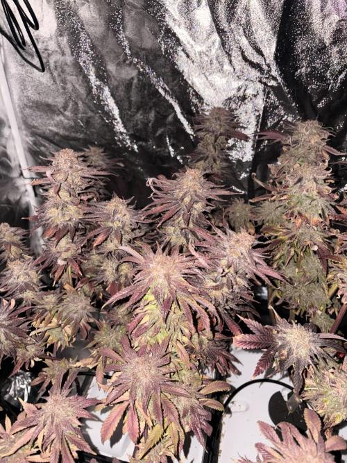 Gelato #33 Advanced seeds. Week 14