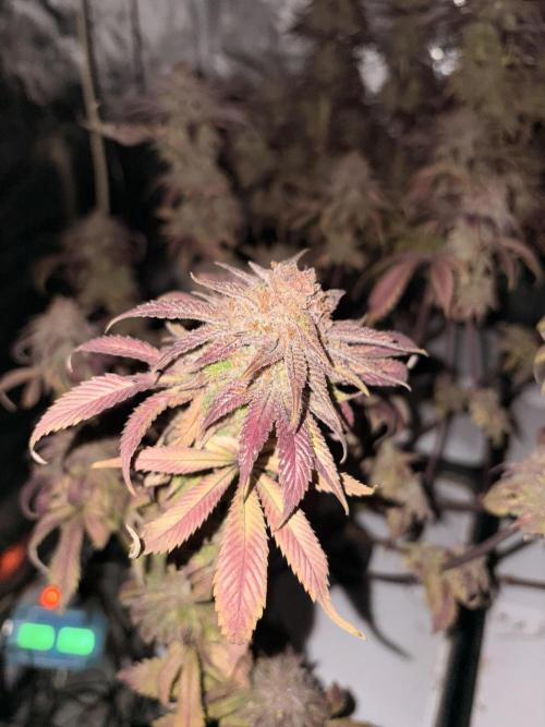 Gelato #33 Advanced seeds. Week 14