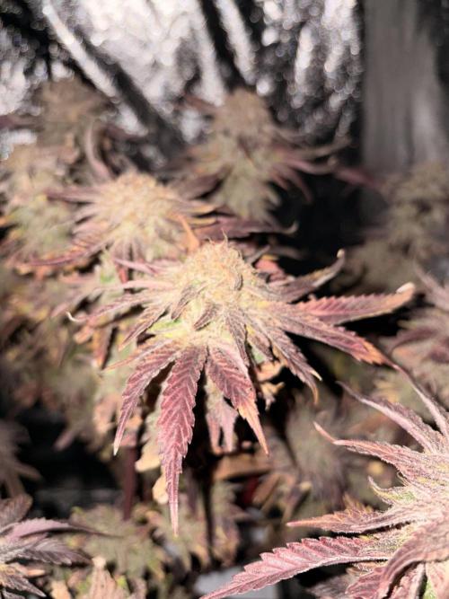 Gelato #33 Advanced seeds. Week 14