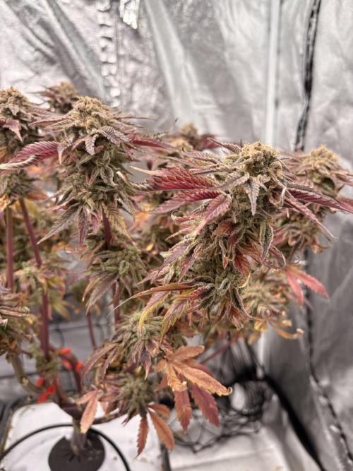 Gelato #33 Advanced seeds. Week 14