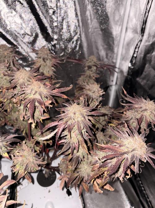 Gelato #33 Advanced seeds. Week 14
