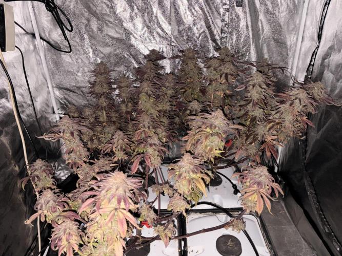 Gelato #33 Advanced seeds. Week 14