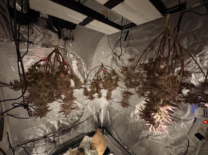 Gelato #33 Advanced seeds. Week 15