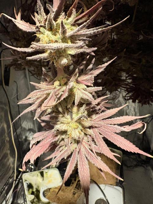 Gelato #33 Advanced seeds. Week 15