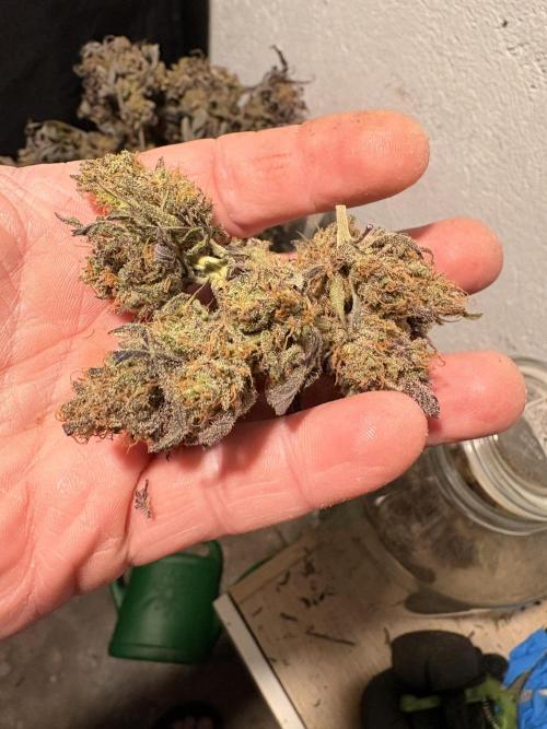 Gelato #33 Advanced seeds. Week 15
