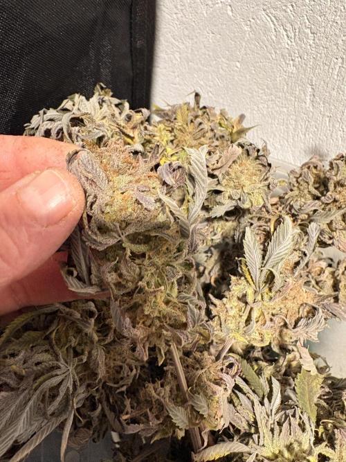 Gelato #33 Advanced seeds. Week 15