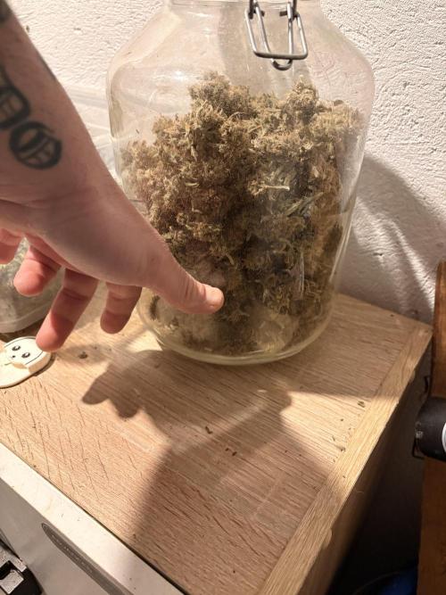 Gelato #33 Advanced seeds. Week 15