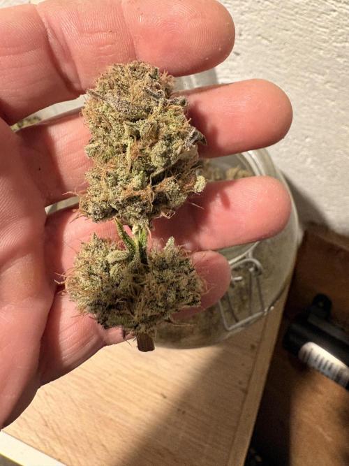 Gelato #33 Advanced seeds. Week 15