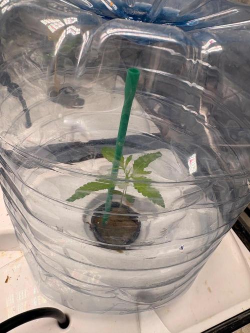 Gorilla Glue 4- GB seeds-Aeroponic (GG4). Week 2