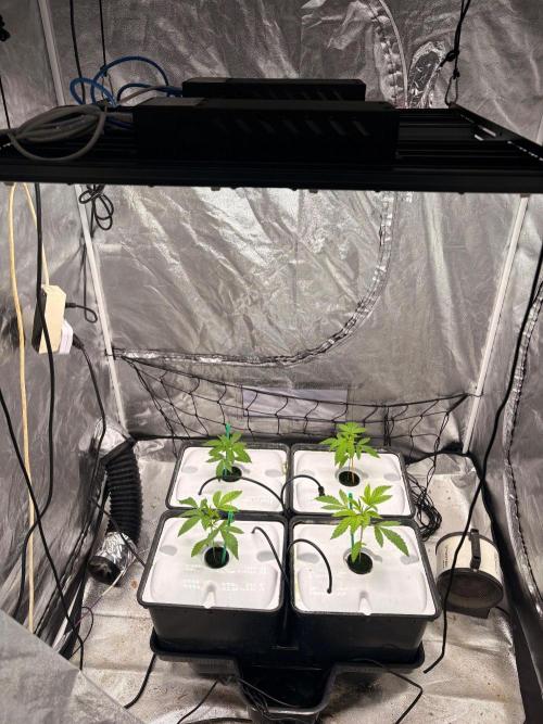 Gorilla Glue 4. Week 3