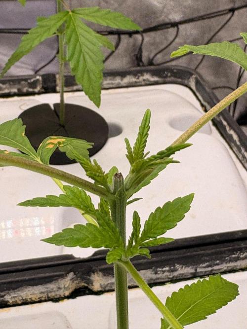 Gorilla Glue 4- GB seeds-Aeroponic (GG4). Week 3