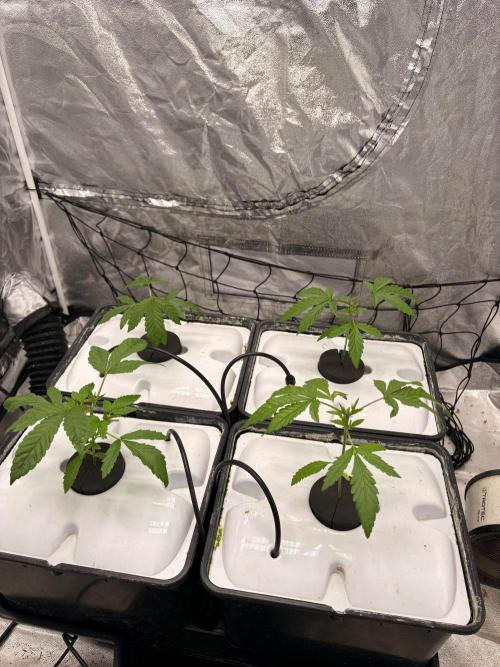 Gorilla Glue 4- GB seeds-Aeroponic (GG4). Week 3