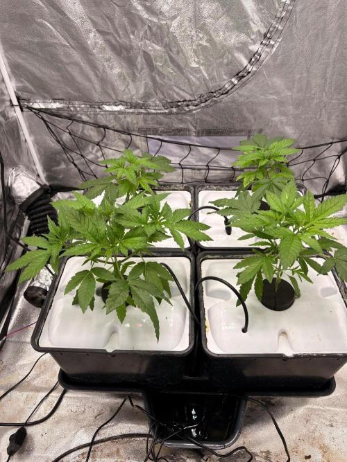 Gorilla Glue 4- GB seeds-Aeroponic (GG4). Week 4