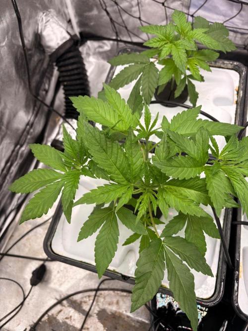 Gorilla Glue 4- GB seeds-Aeroponic (GG4). Week 4