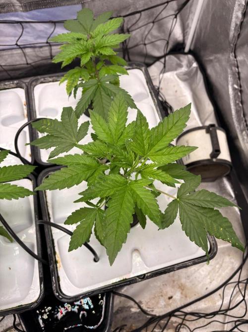 Gorilla Glue 4. Week 4
