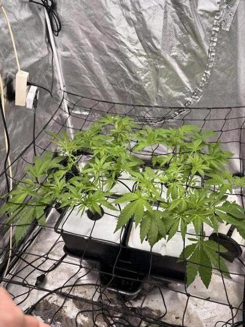 Gorilla Glue 4- GB seeds-Aeroponic (GG4). Week 5