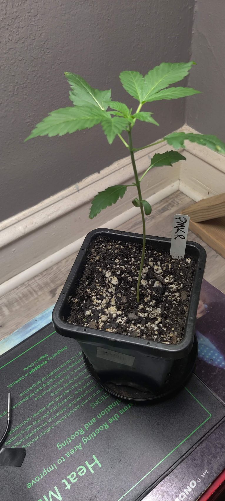 Permanent Marker / Seed Junky photos GrowDiaries