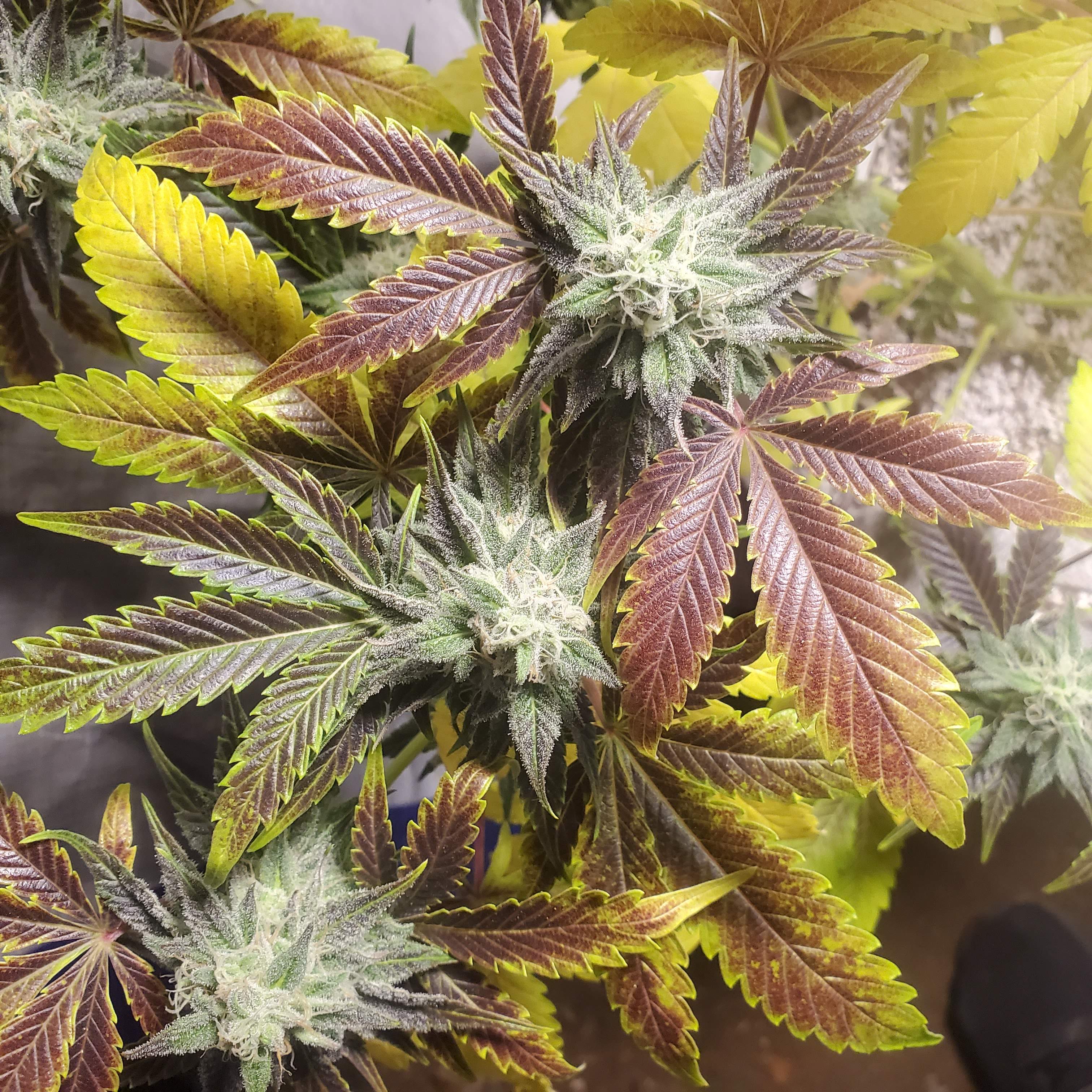 MSNL Jack Herer, ethos cotton candy cookies, ETHOS Crescendo