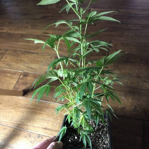 Burkle. Week 1 - Tree