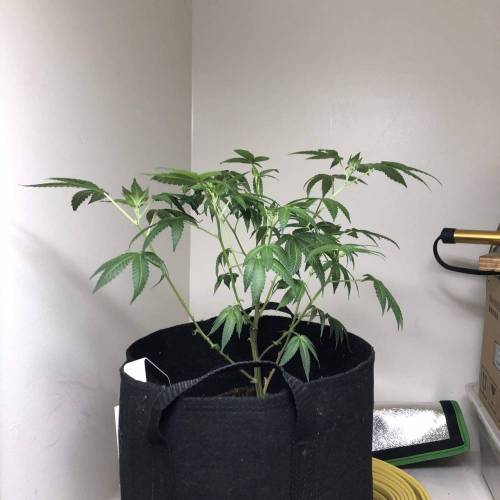 Burkle. Week 1 - Recovering -12 hours after the work 