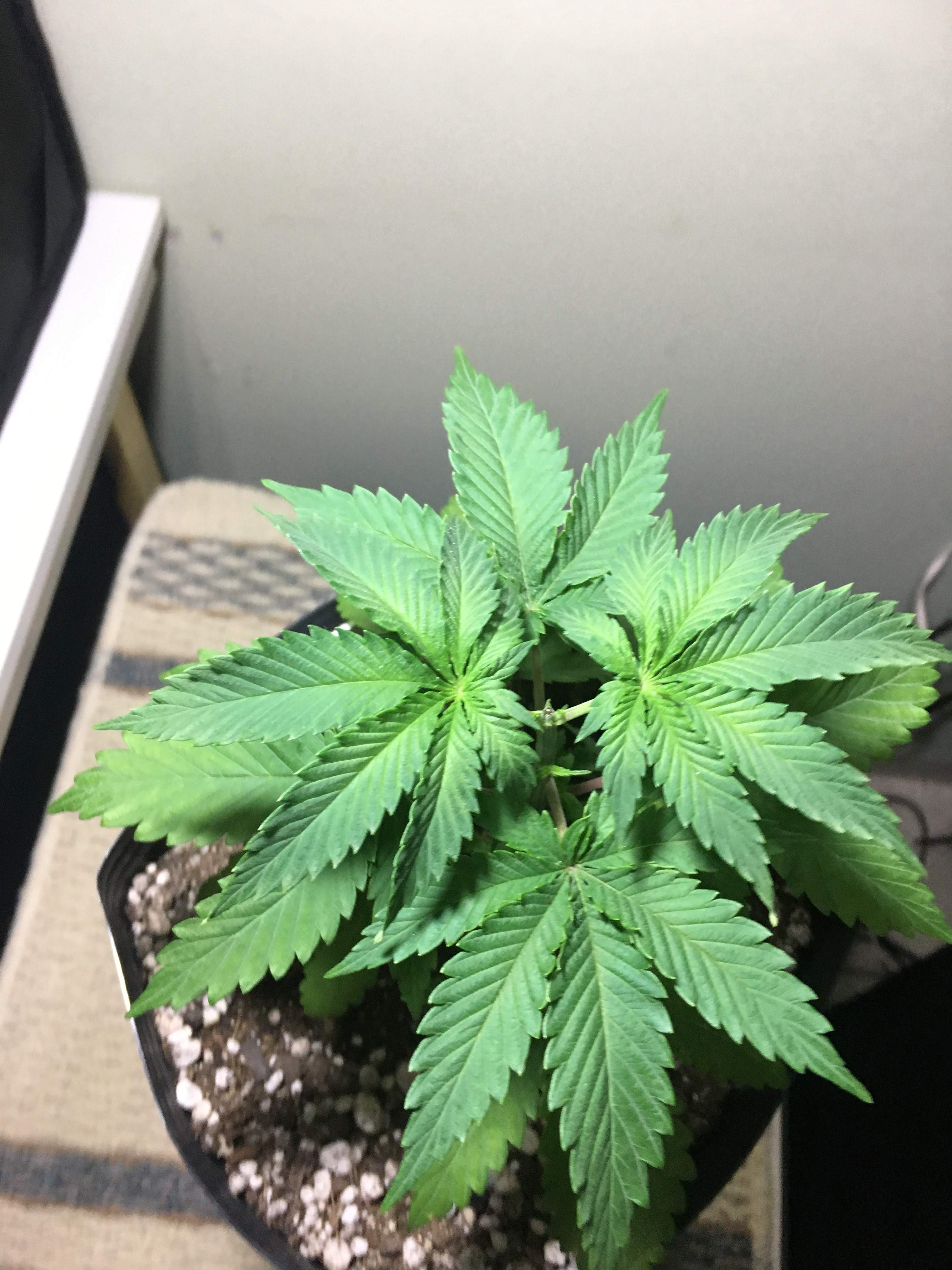 Seedsman Blueberry grow diary (journal) week3 by thegreenlegend GrowDiaries