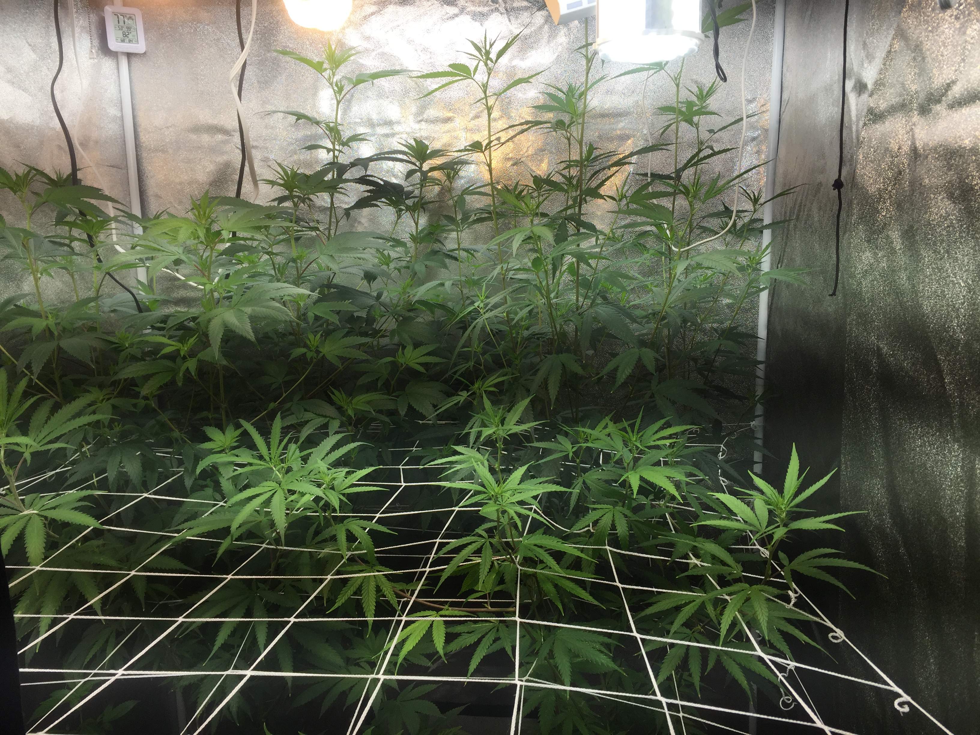 Grap, Exotic Black Mamba, Seed Junky Animal Cookies