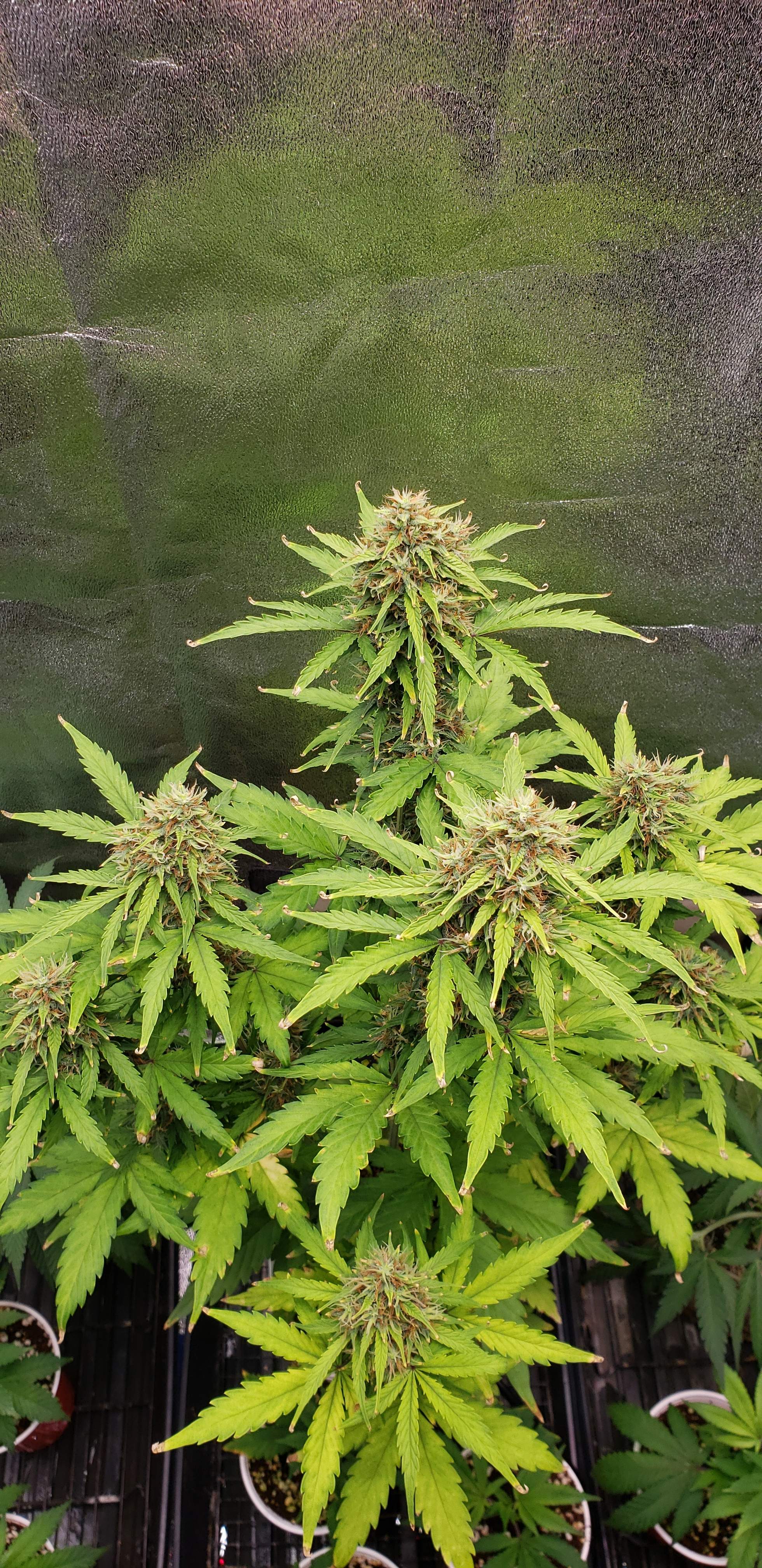 Humboldt Seed Organization Lemon Juice Express Auto grow diary (journal) week9 by Kaboose13