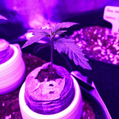 ILGM Girl Scout Cookies Extreme, Homegrown Cannabis Co Blueberry x Jack