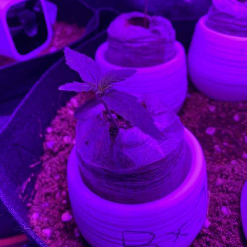 ILGM Girl Scout Cookies Extreme, Homegrown Cannabis Co Blueberry x Jack