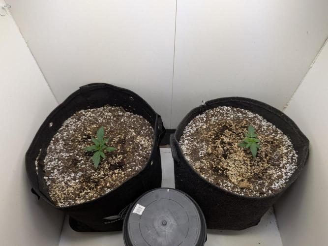 Toof Decay Closet Grow // XS 1500 Pro. Week 1 - they grow fairly similar