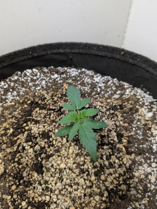 Toof Decay Closet Grow // XS 1500 Pro. Week 1