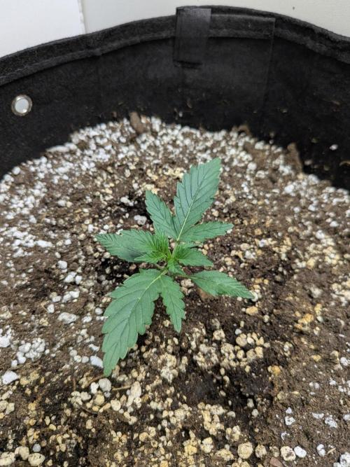 Toof Decay Closet Grow // XS 1500 Pro. Week 1