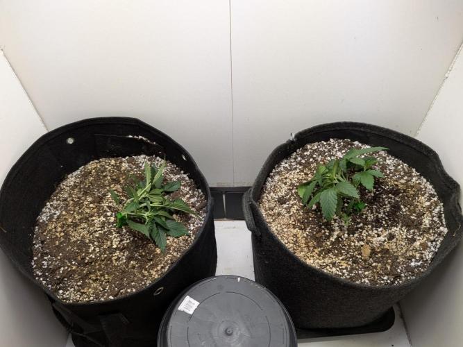 Toof Decay Closet Grow // XS 1500 Pro. Week 2