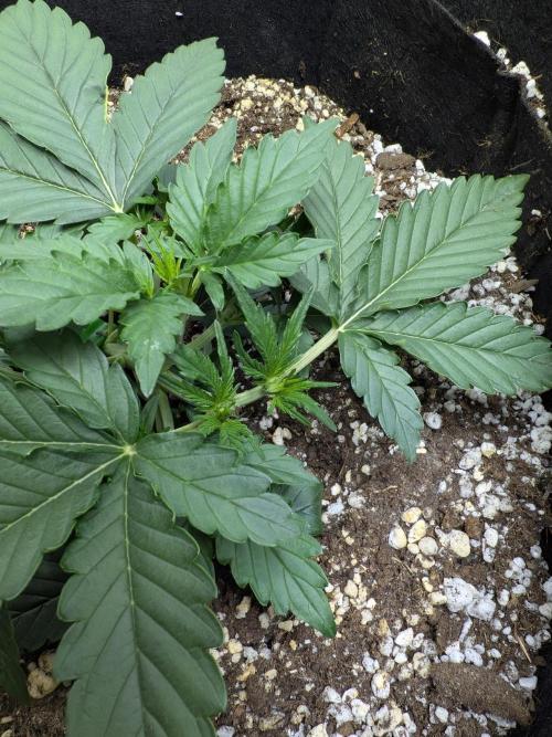 Toof Decay Closet Grow // XS 1500 Pro. Week 2