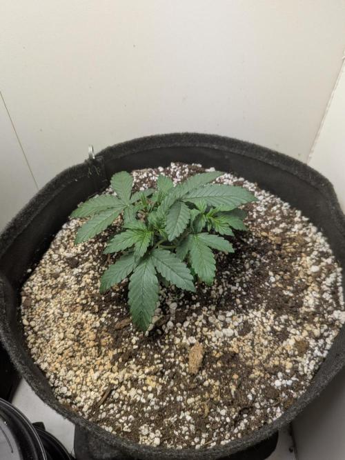Toof Decay Closet Grow // XS 1500 Pro. Week 2