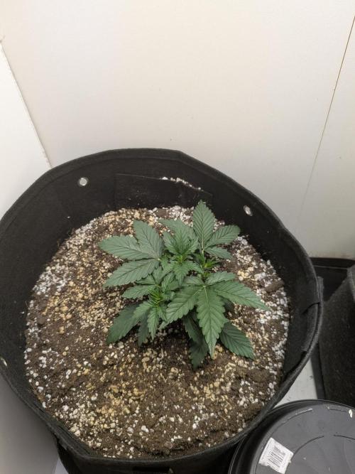Toof Decay. Week 2