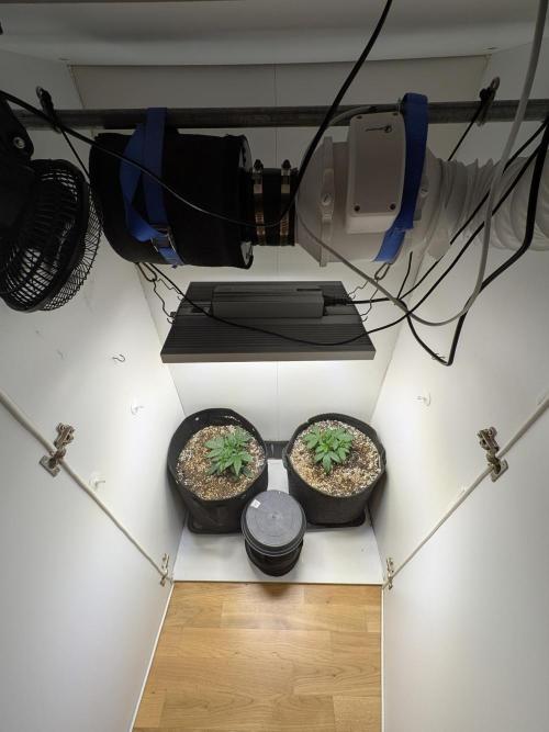 Toof Decay Closet Grow // XS 1500 Pro. Week 2
