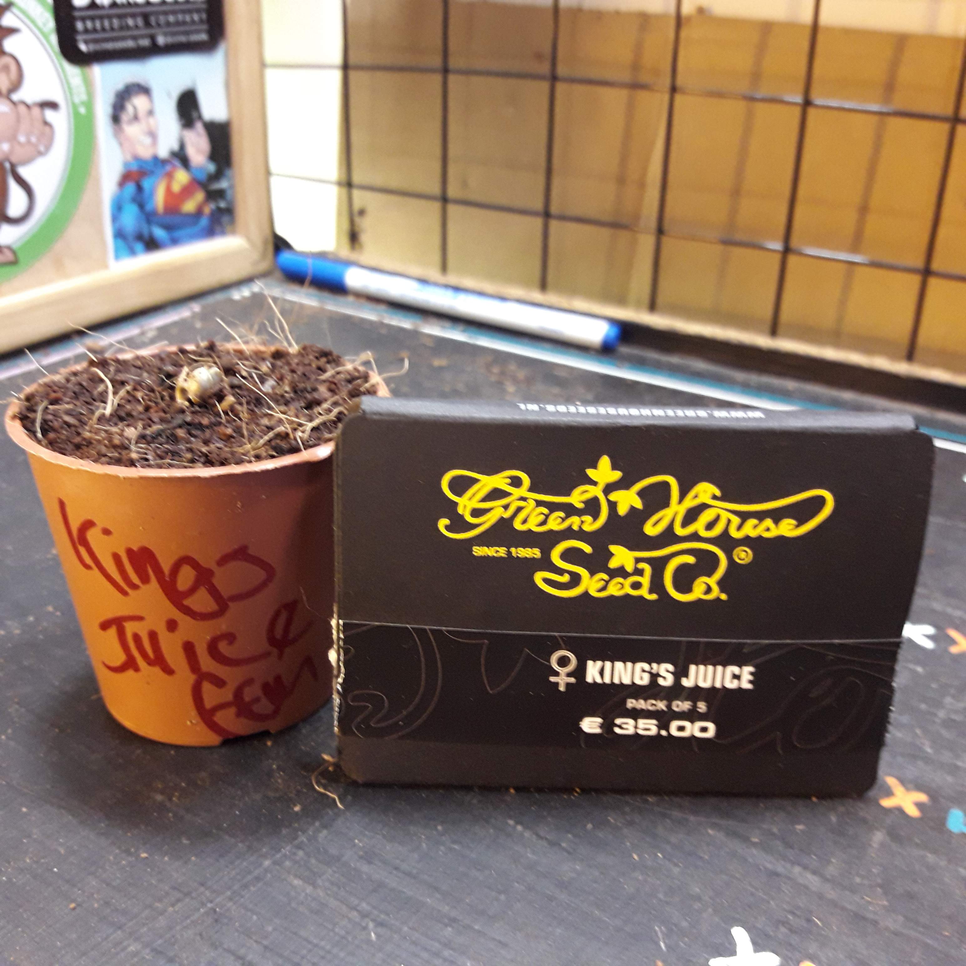 Green House Seed Co. Kings Kush, Greenhouse seeds kings juice grow