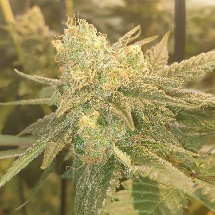 Hash bomb done properly. Week 1 - Hash bomb 