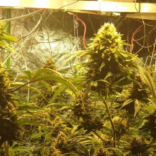 Hash bomb done properly. Week 8